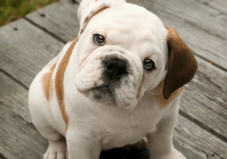 Dogs May Not Always Be Telling You the Truth