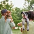 Happy couple bonding with adopted dogs.