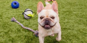 Best Dog-Friendly Parks in the Palm Beach Area