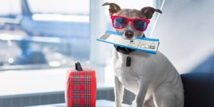 The Three Best Dog-Friendly Airlines