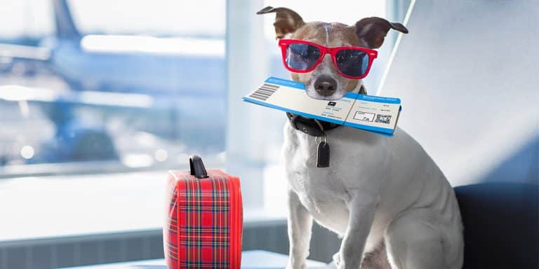The Three Best Dog-Friendly Airlines