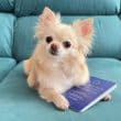 Cute chihuahua dog with pet passport.