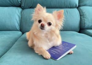 Cute chihuahua dog with pet passport.