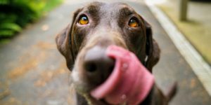 Easiest Ways to Get Your Dog to Take a Pill