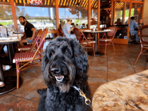 Best Dog-Friendly Restaurants in Palm Beach