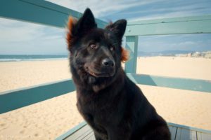 Dog Safe at the Beach