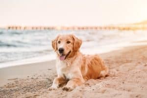 Avoid Over Exertion - Keeping Your Dog Safe at the Beach