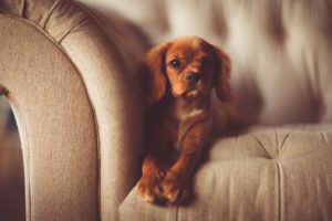 Let Your Dog Feel Welcomed to Your New Home