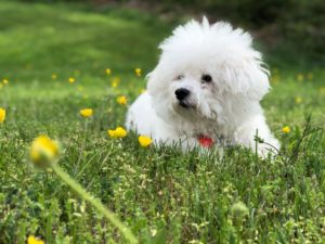 Hypoallergenic dogs