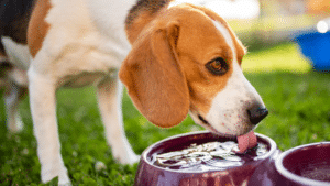 Dog Drink So Much Water