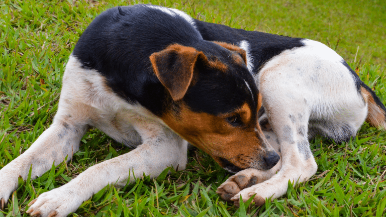 dog has seasonal allergies