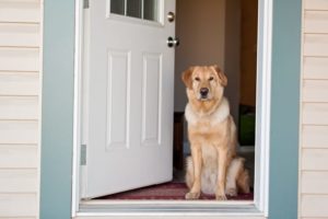 Why does my dog bark when the doorbell rings?