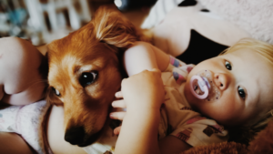 Preparing your dog and home for your newborn