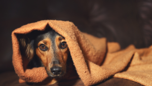 Mood-Boosting Ideas for Help Cure, Pet Anxiety