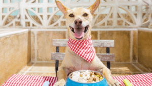 Pet Friendly Places to Eat With Your Dog In West Palm Beach