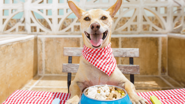 Pet Friendly Places to Eat With Your Dog In West Palm Beach