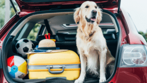 Top Considerations for Moving with your Dog