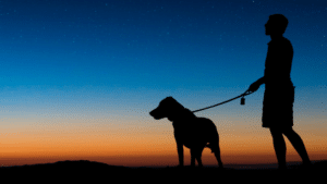 Tips for Walking Your Dog at Night