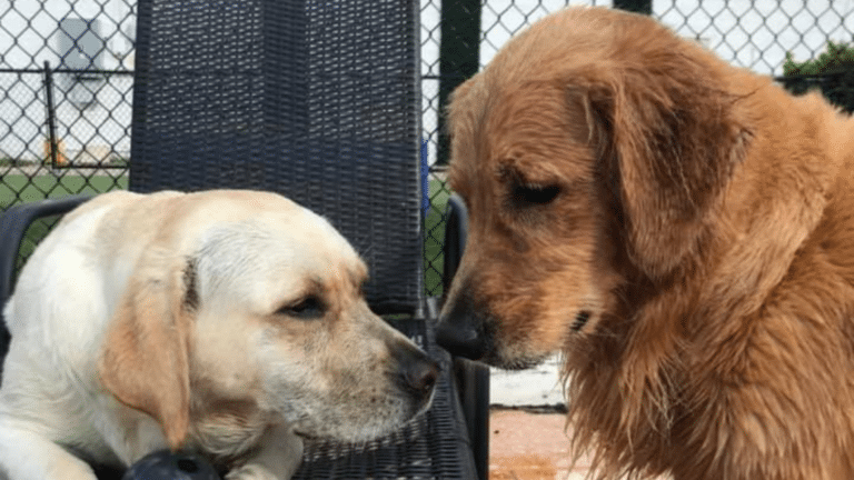 Daycare Beats a Dog Walker