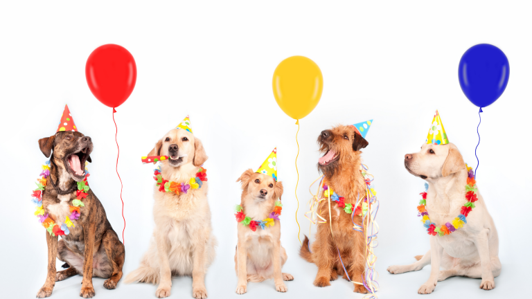 Your Dog the Perfect Birthday