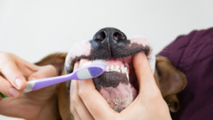 Tips to Keep Your Dogs Oral Health