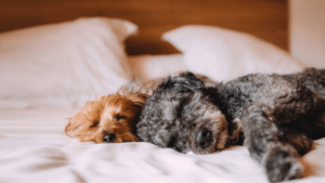 How to Make Your Dog’s Boarding Stay as Happy as Possible