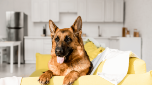 4 Tips to Avoid Apartment Damage When You Have a Large Dog