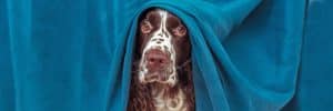 Hurricane Preparedness for Your Dog