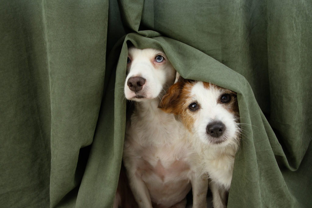 Dog Daycare Services, Hurricane Preparedness