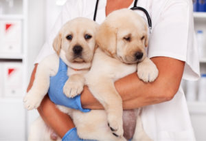 Protecting Your Dog Against Canine Flu