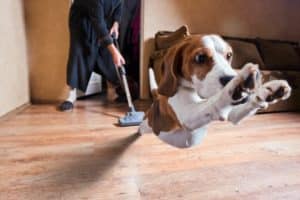 Why Do Dog Tilt Their Heads, Hate Vacuums, & Other Facts You Want to Know