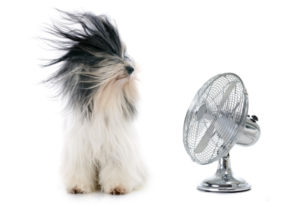 Keeping Your Pets Safe From the Heat