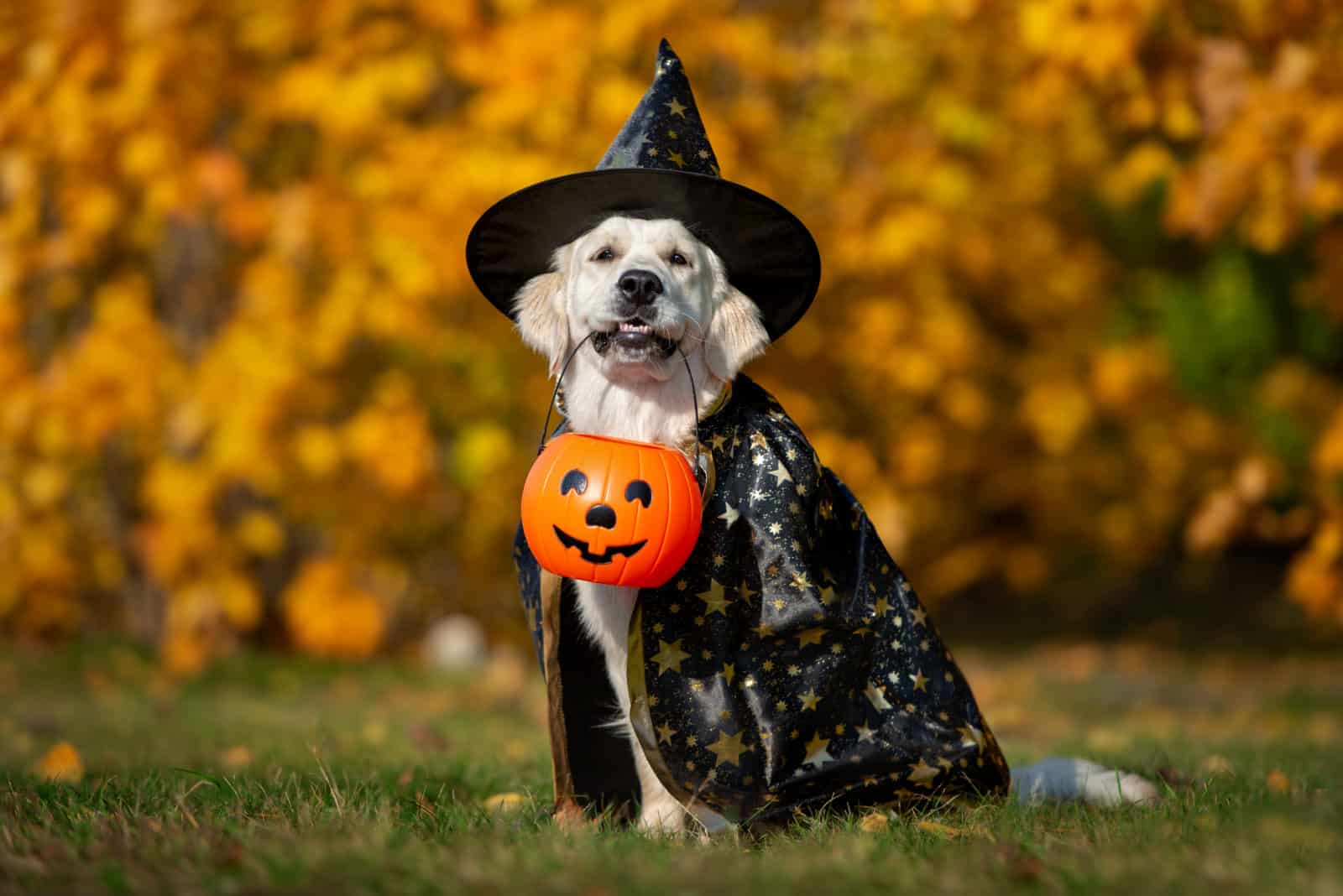 Halloween Safety Tips for Your Dog