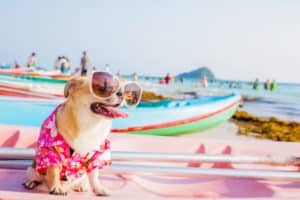 Taking Your Dog to the Beach