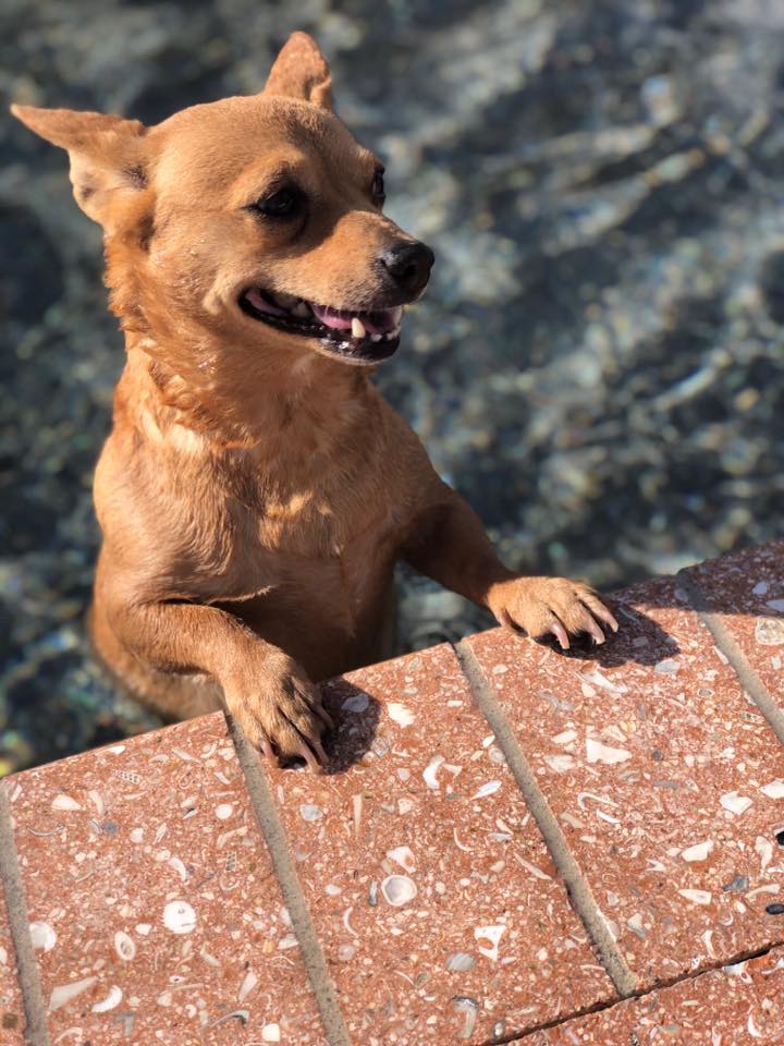 What to do if you suspect your dog is overheated
