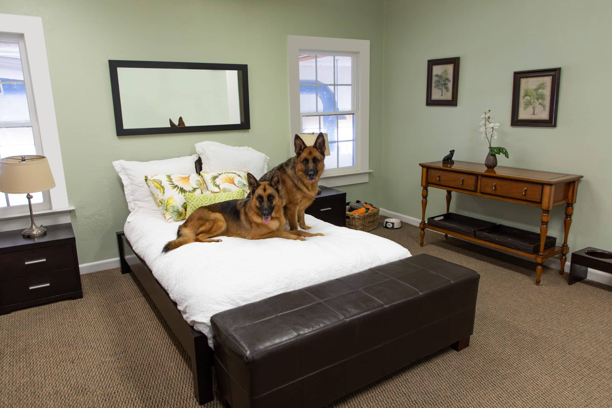 Top 25 Dog Boarding Questions and Answers From A Pet Hotel
