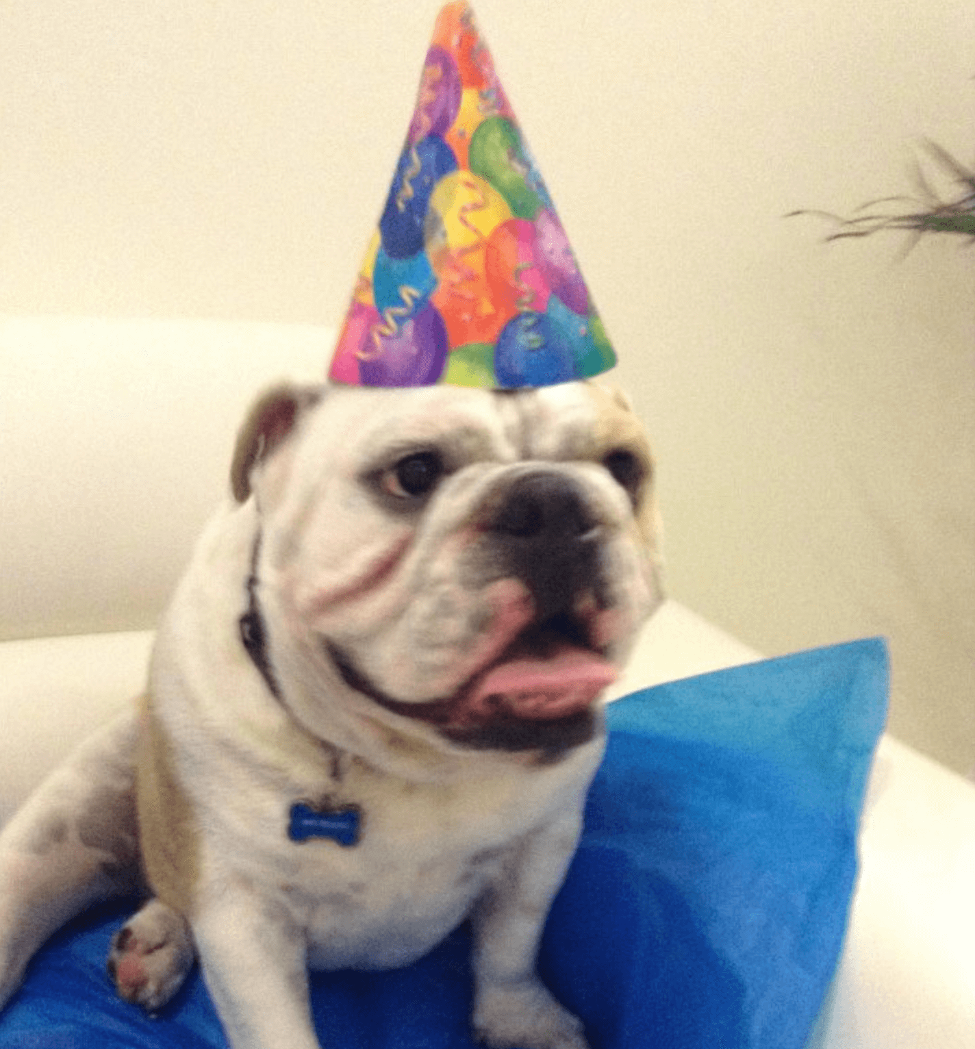 Dog Birthday Party Bulldog