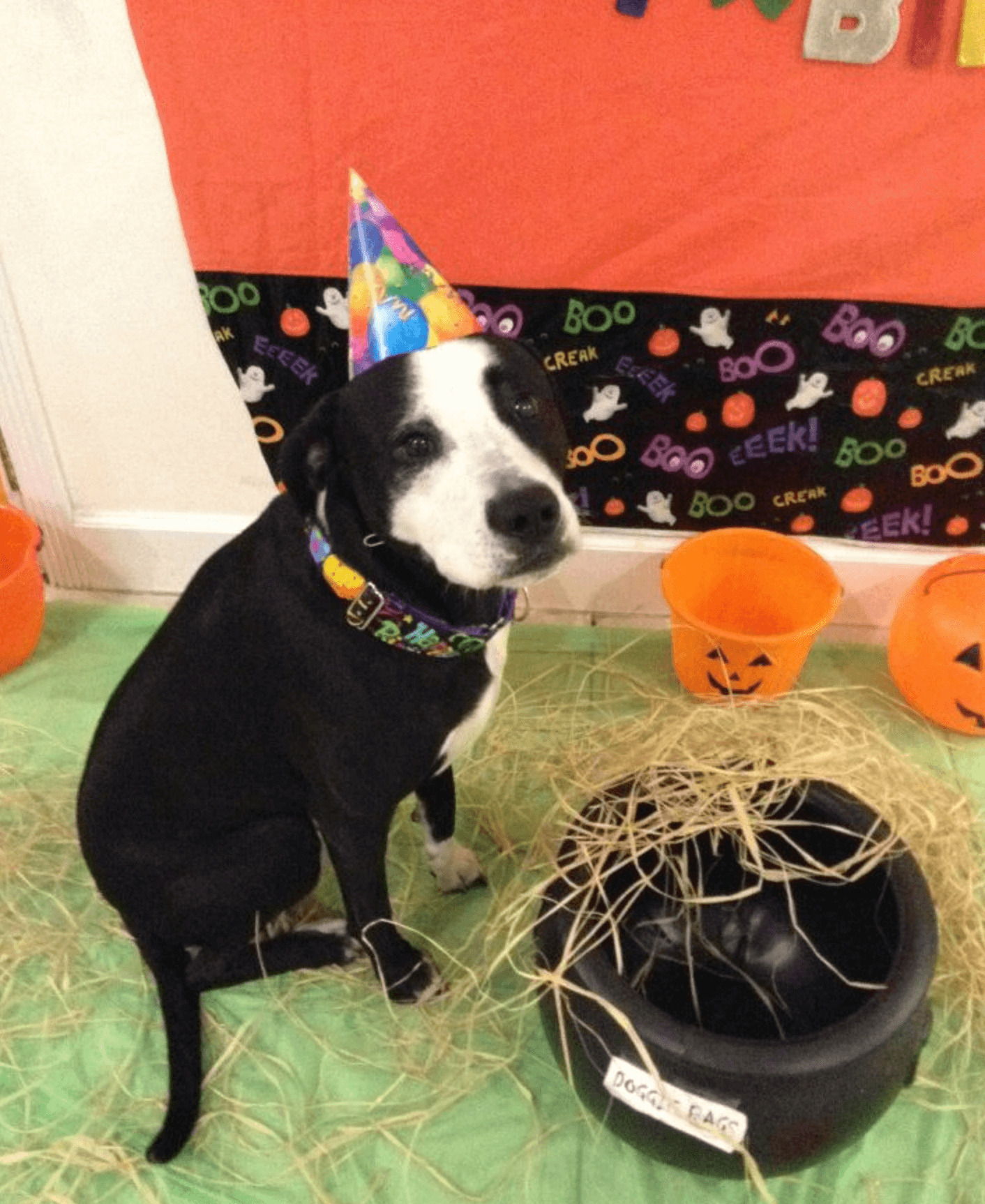 Dog Birthday Party Hat