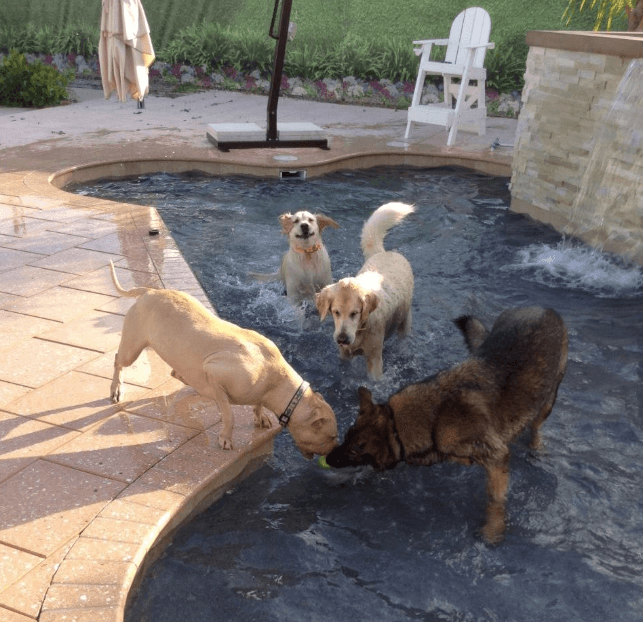 Dog Birthday Party Pool Time