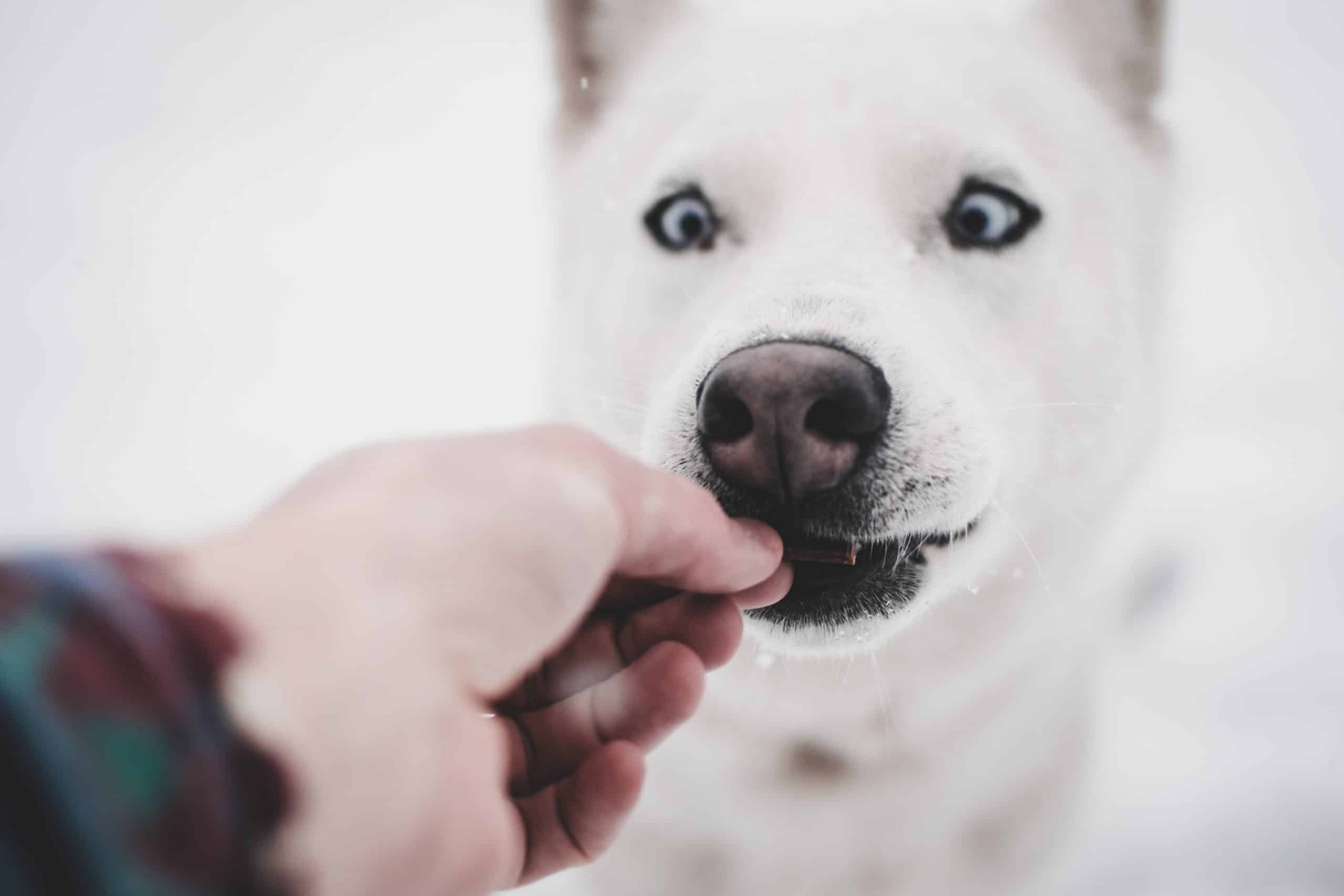 Easiest Ways to Get Your Dog to Take a Pill 1