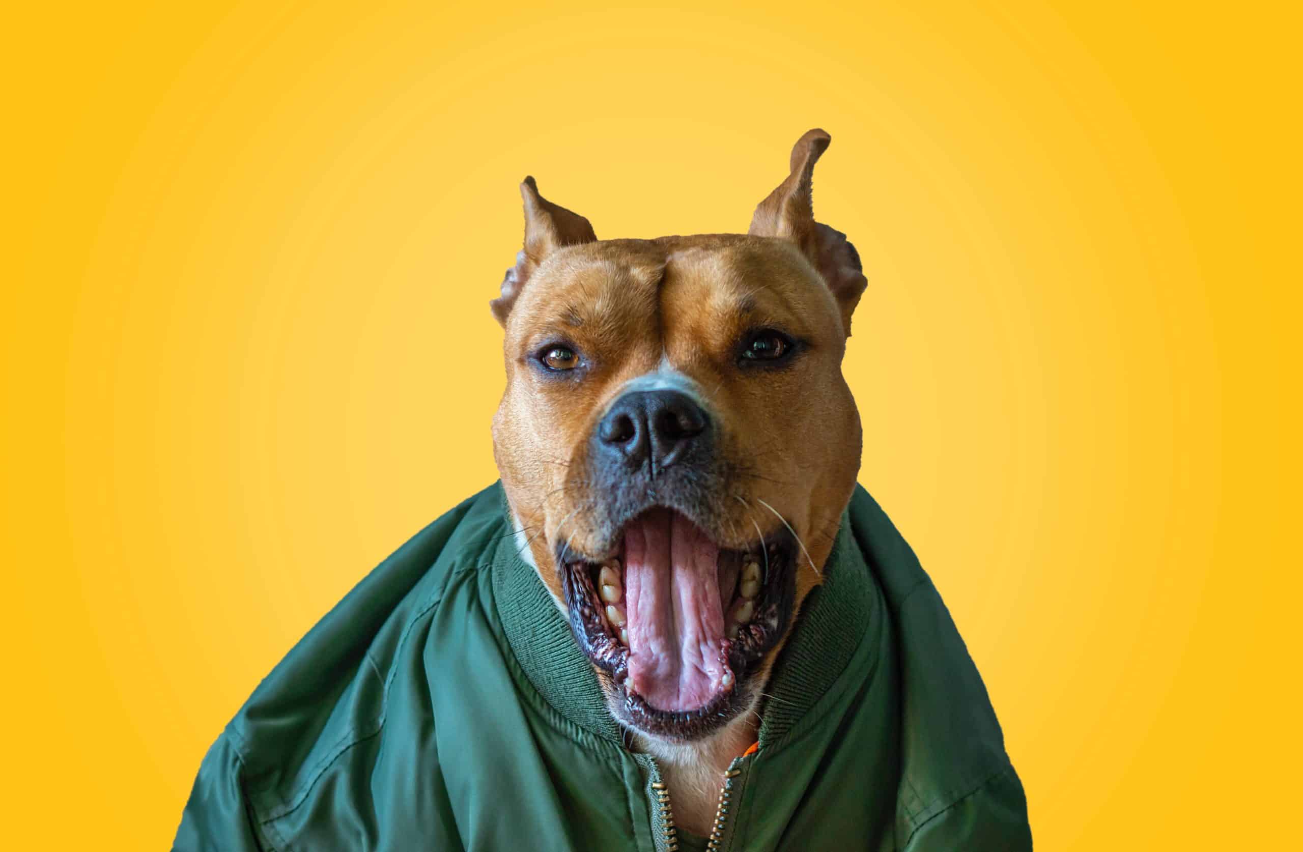 Easiest Ways to Get Your Dog to Take a Pill 2