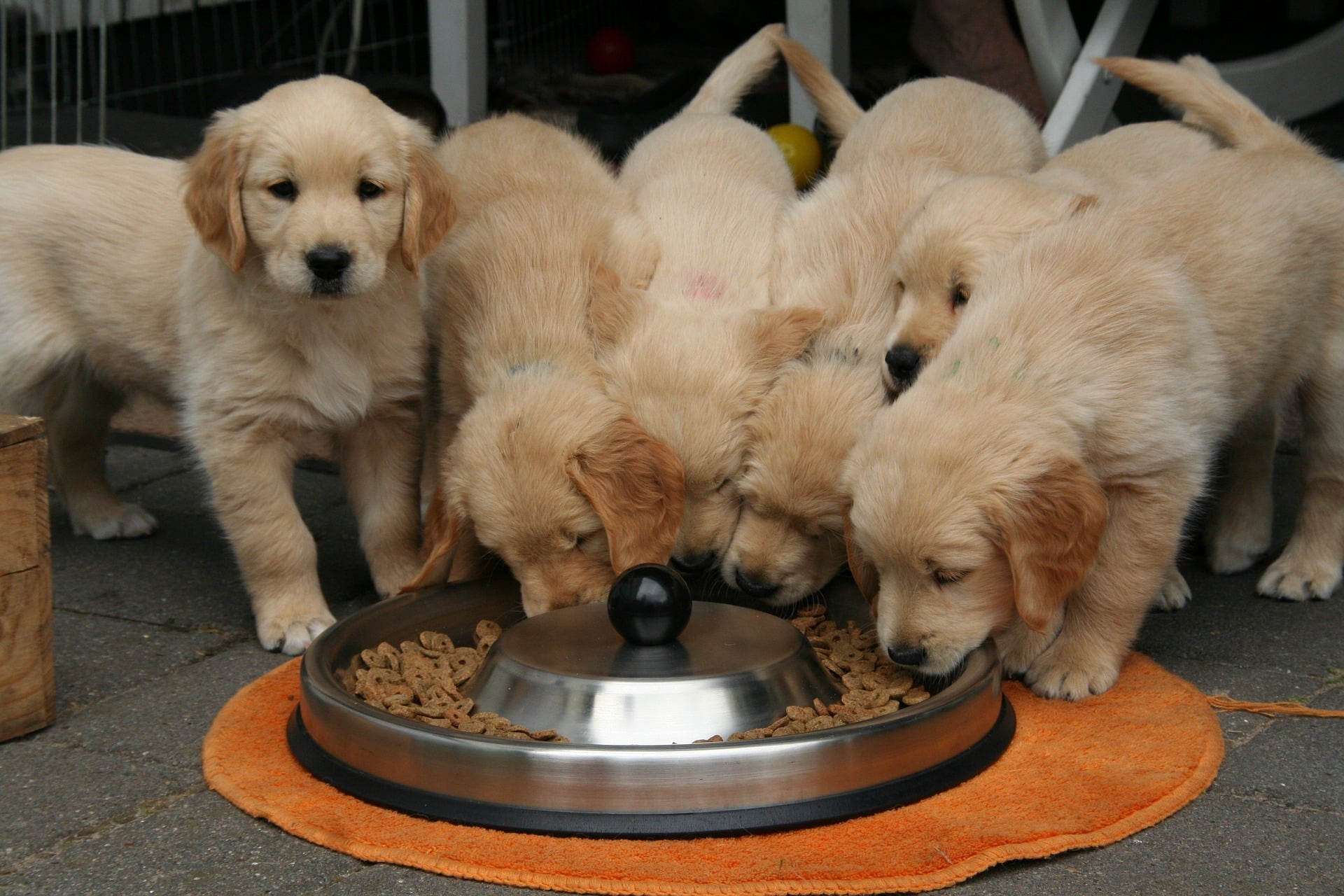 Easiest Ways to Get Your Dog to Take a Pill 3