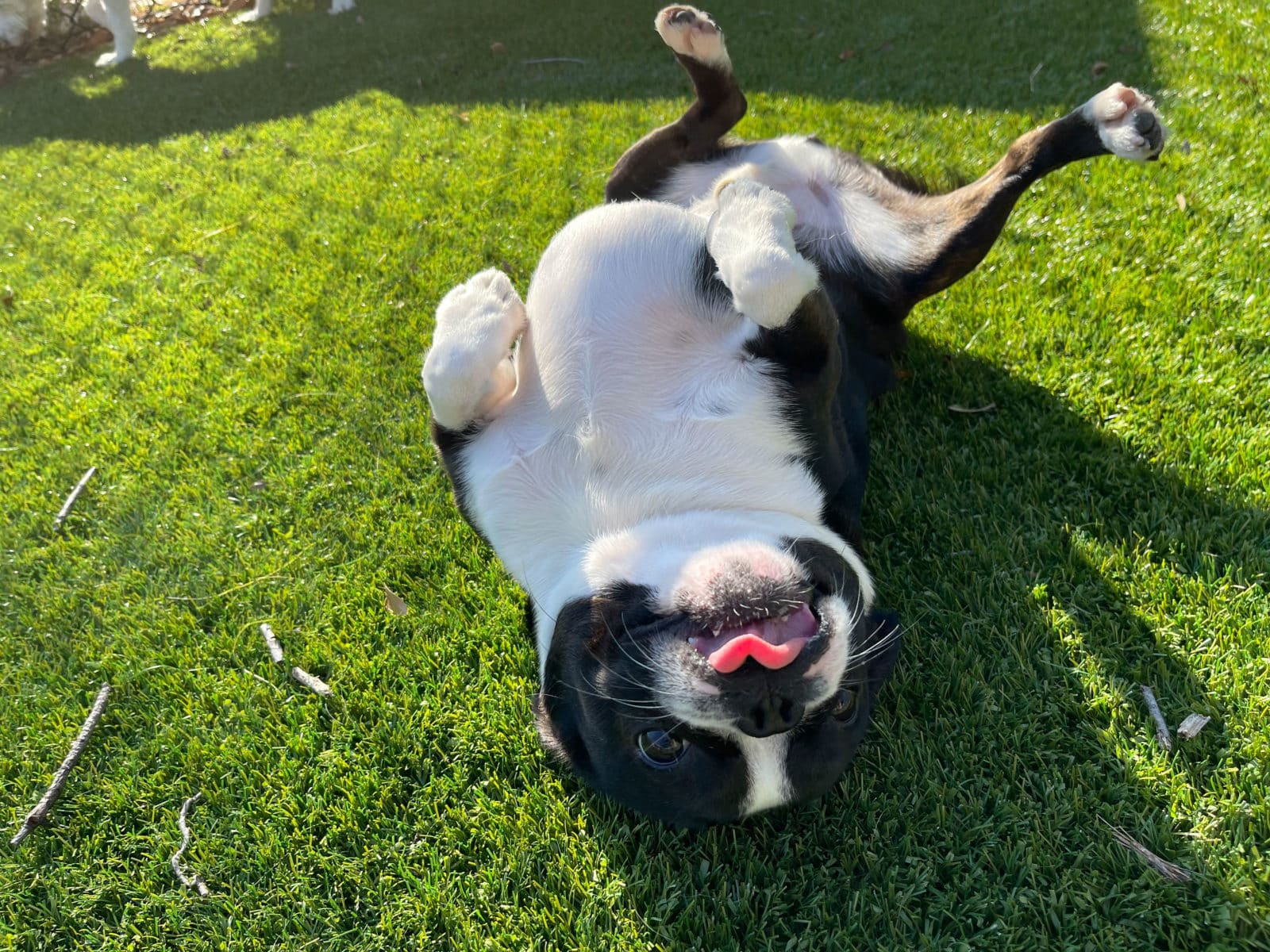 West Palm Beach Doggie Daycare Very Important Paws