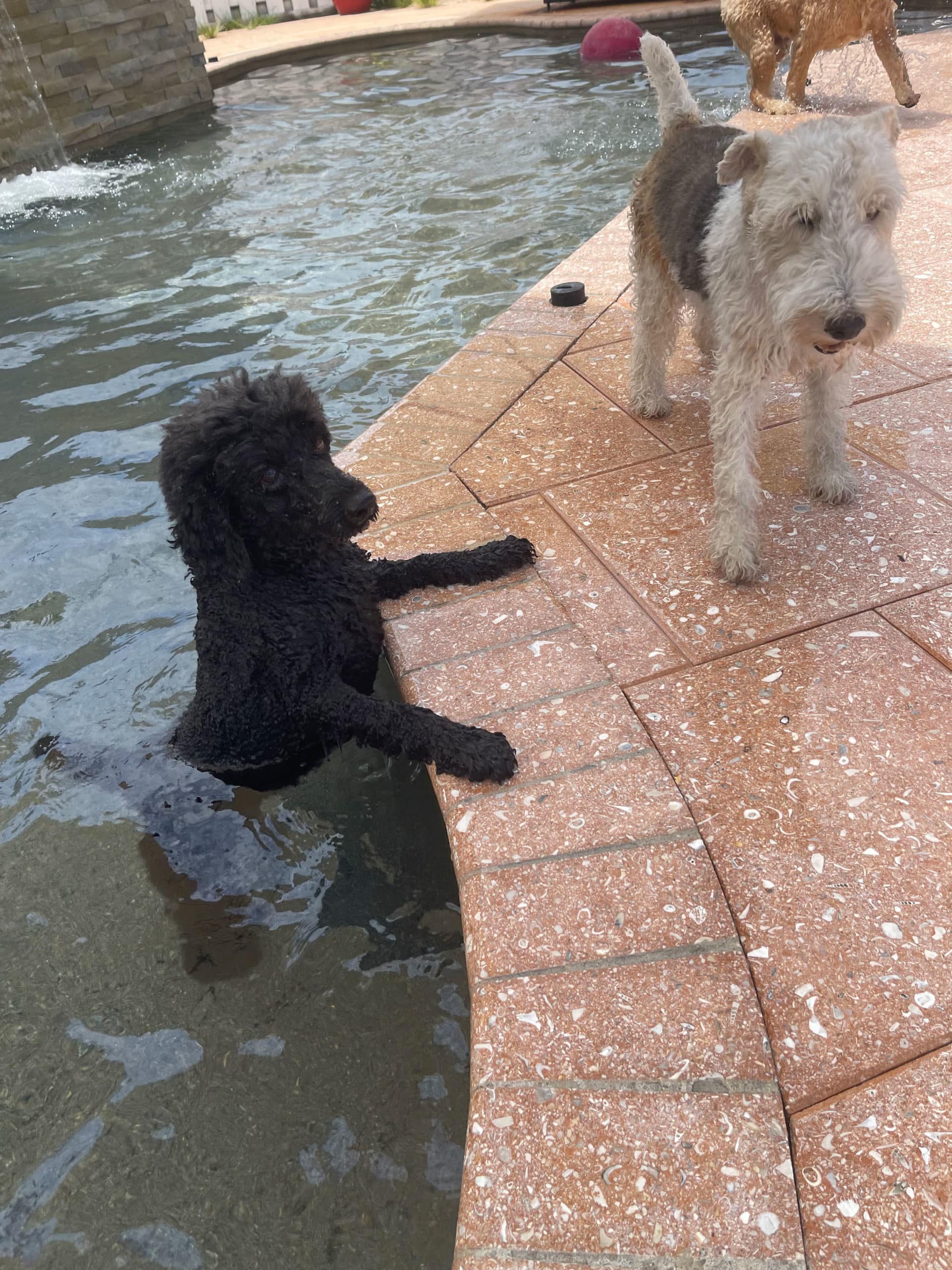 West Palm Beach Premier Dog Daycare, Hotel and Grooming VIP