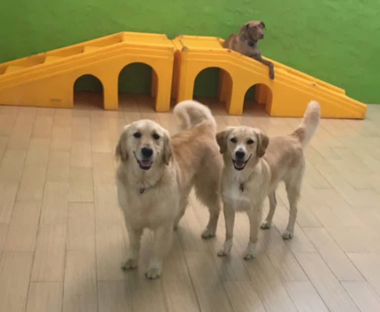 VIP Dog Hotel West Palm Beach Luxury Boarding for Your Pup