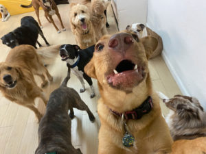 Doggy Daycare