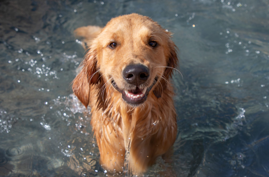 West Palm Beach Doggie Daycare