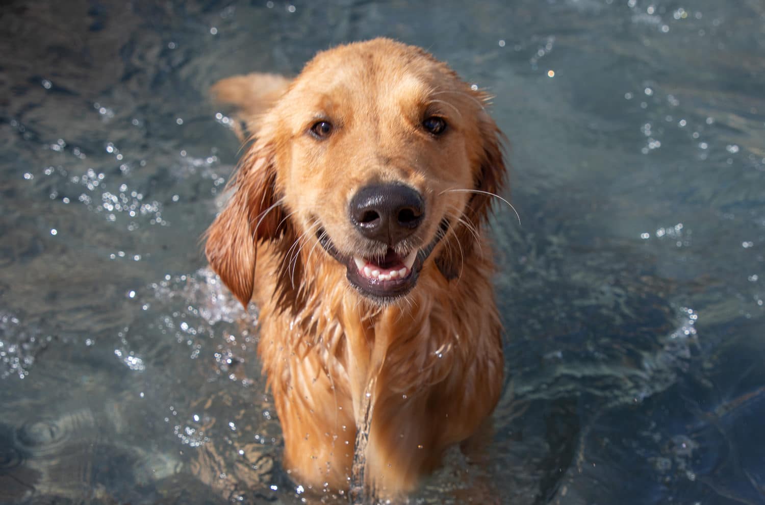 Smiling Dog