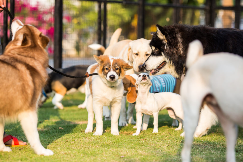 dog day camp, dog playig outside