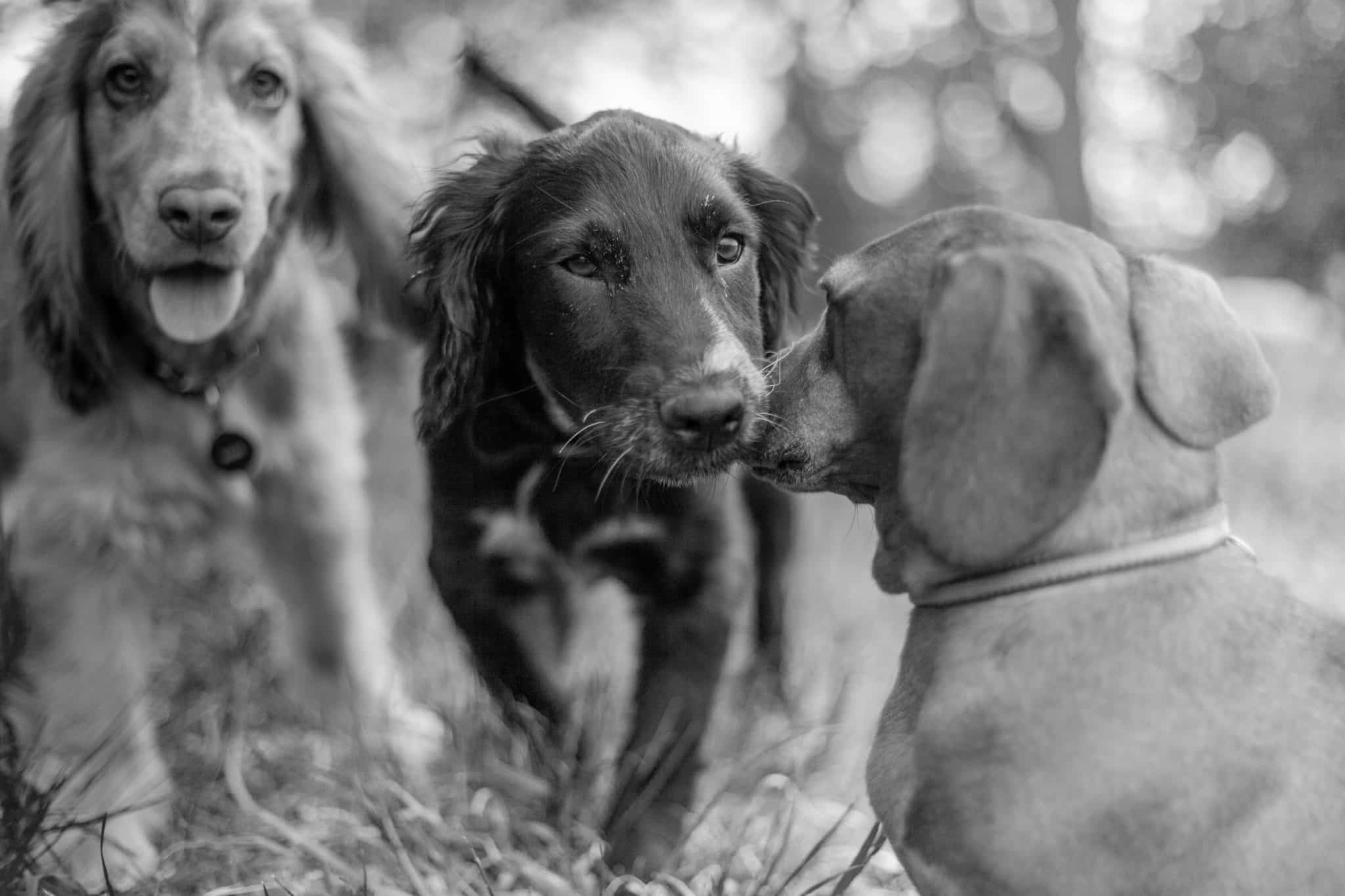West Palm Beach Premier Dog Daycare, Hotel and Grooming | VIP